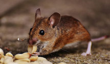 24 Hour & Emergency Exterminators in Alva, WY
